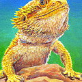 Bearded Dragon Portrait