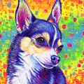 Rainbow Chihuahua